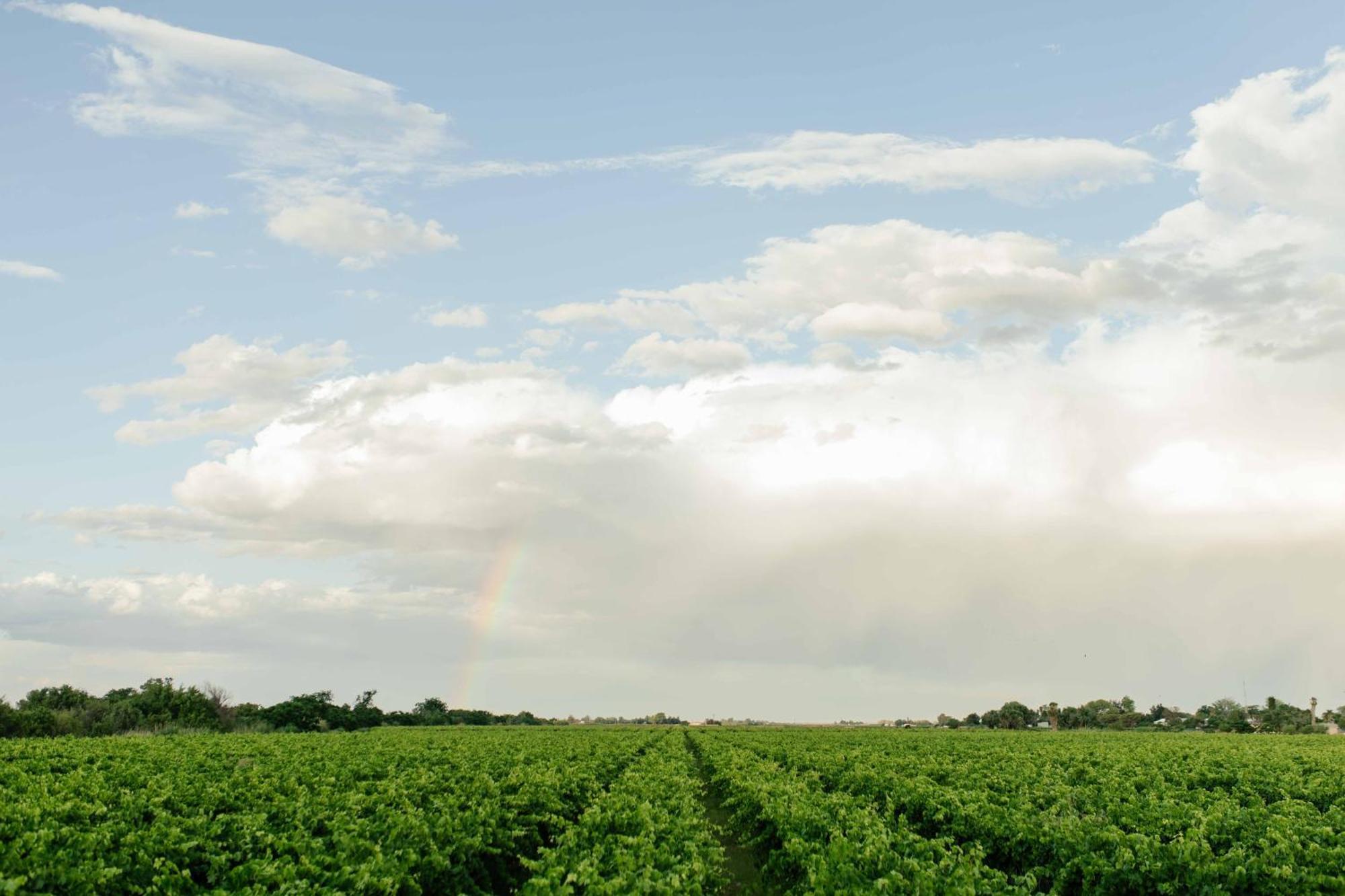 Upington African Vineyard Boutique Hotel & Spa Keimoes Buitenkant foto